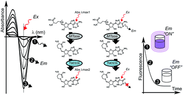 A Simplified Characterization Of S Adenosyl L Methionine Consuming Enzymes With 1 Step Ez Mtase A Universal And Straightforward Coupled Assay For In Vitro And In Vivo Setting Chemical Science Rsc Publishing