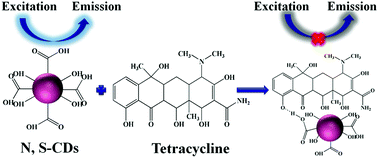 N S Co Doped Carbon Dots As A Stable Bio Imaging Probe For Detection Of Intracellular Temperature And Tetracycline Journal Of Materials Chemistry B Rsc Publishing