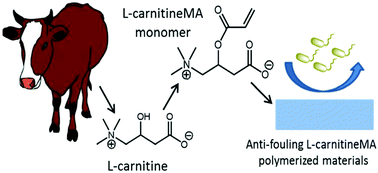 l carnitine derived from Acetyl L-Carnitine main image 1