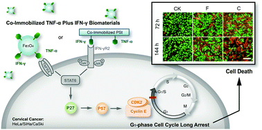 term G1 cell cycle arrest in cervical cancer cells induced by co ... Biology Diagrams