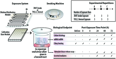 Comparative Effects Of A Candidate Modified Risk Tobacco Product Aerosol And Cigarette Smoke On Human Organotypic Small Airway Cultures A Systems Toxicology Approach Toxicology Research Rsc Publishing