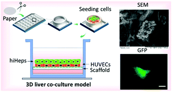 Paper Supported Long Term 3d Liver Co Culture Model For The Assessment Of Hepatotoxic Drugs Toxicology Research Rsc Publishing