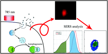 Investigating the autophagy pathway in silver@gold core–shell ...