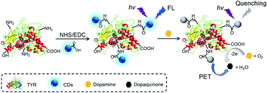 A conjugated carbon-dot–tyrosinase bioprobe for highly selective and ...