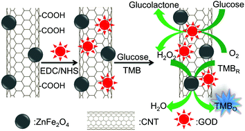 Colorimetric Method For Glucose Detection With Enhanced Signal Intensity Using Znfe2o4 Carbon Nanotube Glucose Oxidase Composite Material Analyst Rsc Publishing