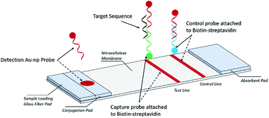 Enhancing sensitivity of lateral flow assay with application to SARS-CoV-2:  Applied Physics Letters: Vol 117, No 12