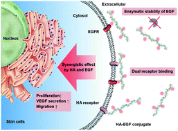 Synergistic Effects Of Hyaluronate – Epidermal Growth Factor Conjugate ...