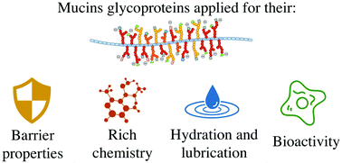 Mucins As Multifunctional Building Blocks Of Biomaterials - 