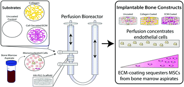 Cell-secreted extracellular matrix influences cellular composition  sequestered from unprocessed bone marrow aspirate for osteogenic grafts -  Biomaterials Science (RSC Publishing)