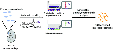 Metabolic glycan labeling-assisted discovery of cell-surface markers for  primary neural stem and progenitor cells - Chemical Communications (RSC  Publishing)