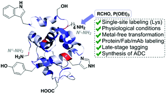 Single Site Labeling Of Lysine In Proteins Through A Metal Free