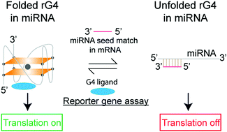 Structural Analysis Reveals The Formation And Role Of Rna G Quadruplex Structures In Human Mature Micrornas Chemical Communications Rsc Publishing