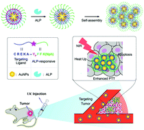 Enzymetriggered selfassembly of gold nanoparticles for enhanced