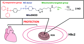 A Mitochondria Targeted Nitric Oxide Donor Triggered By Superoxide Radical To Alleviate Myocardial Ischemia Reperfusion Injury Chemical Communications Rsc Publishing