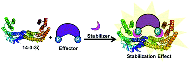 A New Class Of Supramolecular Ligands Stabilizes 14 3 3