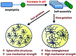 Maintaining Homogeneity During A Sol Gel Transition By An Autocatalytic Enzyme Reaction Chemical Communications Rsc Publishing