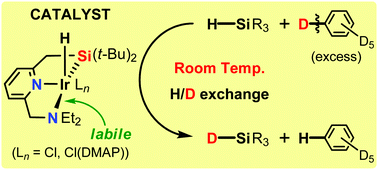 Silyl Pyridine Amine Pincer Ligated Iridium Complexes For