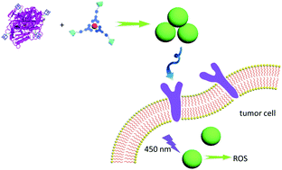 A Tumor Targeting Ru Polysaccharide Protein Supramolecular Assembly With High Photodynamic Therapy Ability Chemical Communications Rsc Publishing