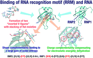 Mechanism Of Protein Rna Recognition Analysis Based On The Statistical Mechanics Of Hydration Physical Chemistry Chemical Physics Rsc Publishing