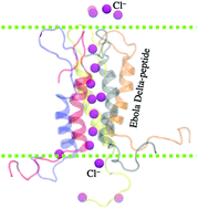 Membrane Pore Formation And Ion Selectivity Of The Ebola Virus Delta Peptide Physical Chemistry Chemical Physics Rsc Publishing