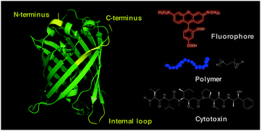 Recent progress in enzymatic protein labelling techniques and their ...