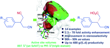 Improving The Catalytic Efficiency And Stereoselectivity Of A Nitrilase From Synechocystis Sp Pcc6803 By Semi Rational Engineering En Route To Chiral G Amino Acids Catalysis Science Technology Rsc Publishing