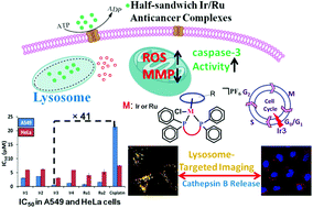 Highly Potent Half Sandwich Iridium And Ruthenium Complexes As Lysosome Targeted Imaging And Anticancer Agents Dalton Transactions Rsc Publishing