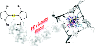 Interaction Of A Gold I Dicarbene Anticancer Drug With Human Telomeric Dna G Quadruplex Solution And Computationally Aided X Ray Diffraction Analysis Dalton Transactions Rsc Publishing