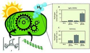 Generation Of A Functional Semisynthetic Fefe Hydrogenase - 