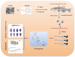 rsc toxicity offspring induced dioxide nanoparticle parental titanium aggravated developmental mclr zebrafish transfer