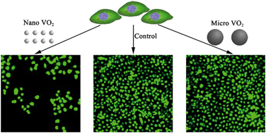 Short Term And Long Term Toxicological Effects Of Vanadium Dioxide Nanoparticles On A549 Cells Environmental Science Nano Rsc Publishing