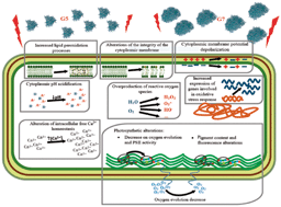 Mechanism of the toxic action of cationic G5 and G7 PAMAM