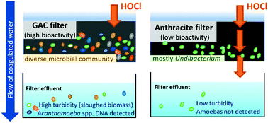 Impact Of Upstream Chlorination On Filter Performance And Microbial Community Structure Of Gac And Anthracite Biofilters Environmental Science Water Research Technology Rsc Publishing