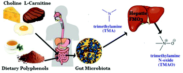 Impact of short-term flavanol supplementation on fasting plasma trimethylamine  N-oxide concentrations in obese adults
