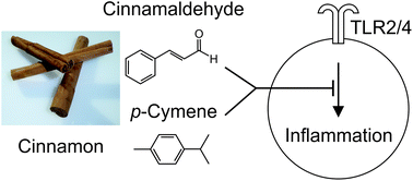 Anti-inflammatory effects of cinnamon extract and identification of active  compounds influencing the TLR2 and TLR4 signaling pathways - Food &  Function (RSC Publishing)