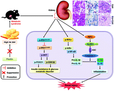 Fisetin supplementation prevents high fat diet-induced diabetic nephropathy  by repressing insulin resistance and RIP3-regulated inflammation - Food &  Function (RSC Publishing)
