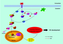 Inhibiting the PI3K/AKT/NF-κB signal pathway with nobiletin for ...