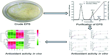 In Vitro And In Vivo Evaluation Of An Exopolysaccharide Produced By Lactobacillus Helveticus Klds1 8701 For The Alleviative Effect On Oxidative Stress Food Function Rsc Publishing