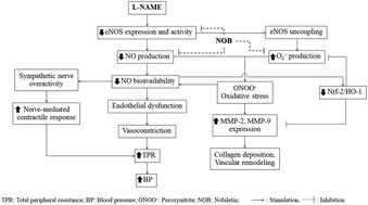 Nobiletin Alleviates Vascular Alterations Through Modulation Of Nrf 2 Ho 1 And Mmp Pathways In L Name Induced Hypertensive Rats Food Function Rsc Publishing