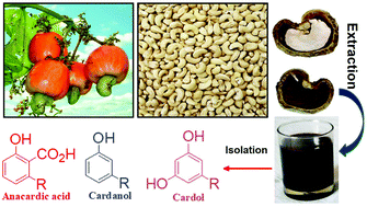 cashew nut industry