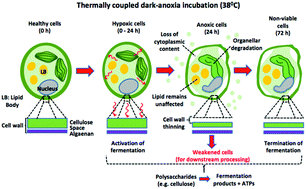 Towards Sustainable Microalgal Biomass Processing Anaerobic Induction Of Autolytic Cell Wall Self Ingestion In Lipid Rich Nannochloropsis Slurries Green Chemistry Rsc Publishing