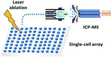 Determination of silver nanoparticles in single cells by microwell trapping  and laser ablation ICP-MS determination - Journal of Analytical Atomic  Spectrometry (RSC Publishing)