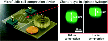 Pneumatic Microfluidic Cell Compression Device For High - 