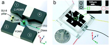 3D cell electrorotation and imaging for measuring multiple