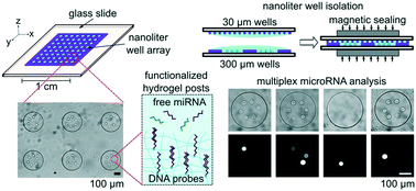 Quantitative And Multiplex Microrna Assays From Unprocessed Cells In Isolated Nanoliter Well Arrays Lab On A Chip Rsc Publishing