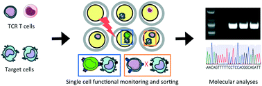 Functional TCR T cell screening using single-cell droplet microfluidics ...