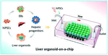In Situ Differentiation And Generation Of Functional Liver Organoids From Human Ipscs In A 3d Perfusable Chip System Lab On A Chip Rsc Publishing