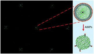 Lipid Coated Liquid Crystal Droplets For The On Chip