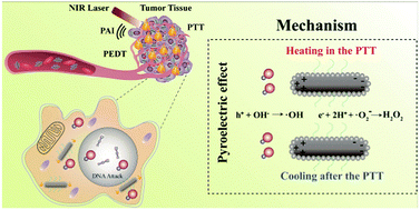 Pyroelectric Nanoplatform For Nir Ii Triggered Photothermal Therapy With Simultaneous Pyroelectric Dynamic Therapy Materials Horizons Rsc Publishing