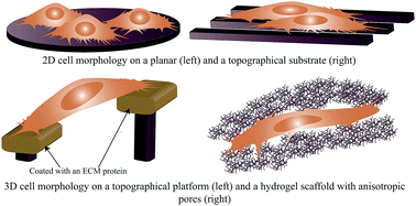 Advanced Cell Culture Platforms A Growing Quest For Emulating Natural Tissues Materials Horizons Rsc Publishing